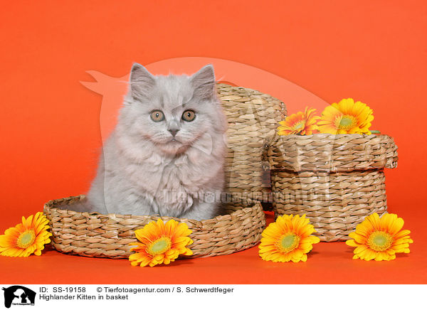 Highlander Kitten in basket / SS-19158
