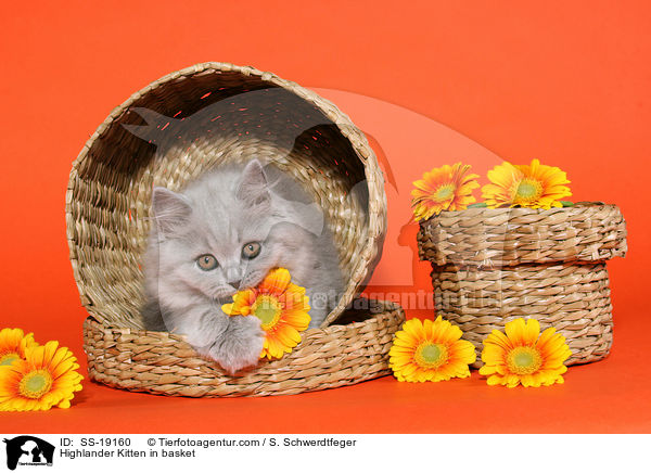 Highlander Kitten in basket / SS-19160