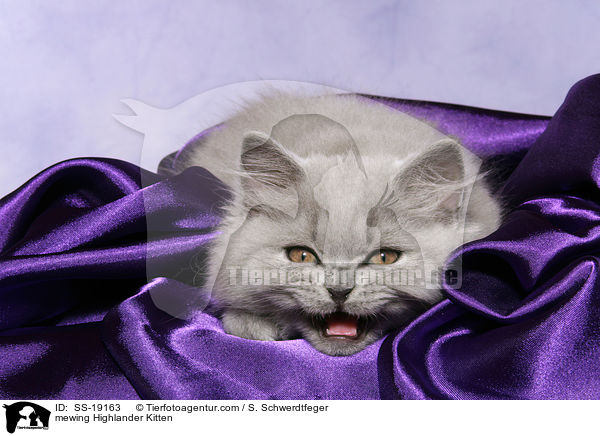 mewing Highlander Kitten / SS-19163