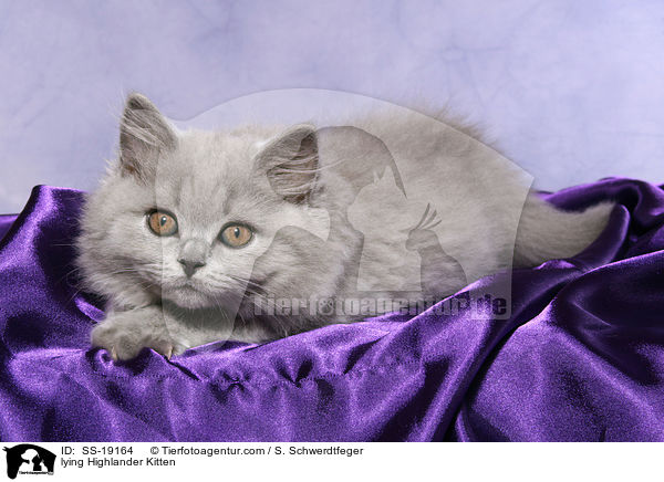 lying Highlander Kitten / SS-19164