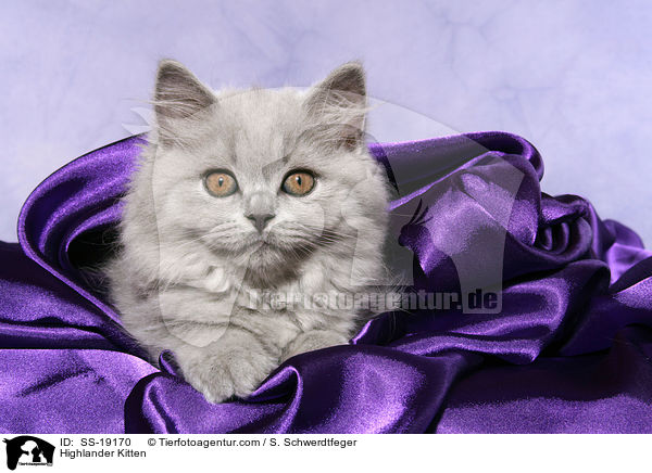 Highlander Kitten / SS-19170