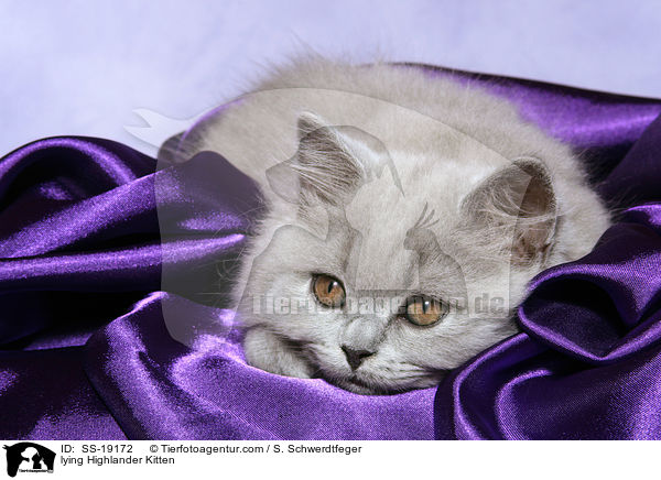 lying Highlander Kitten / SS-19172