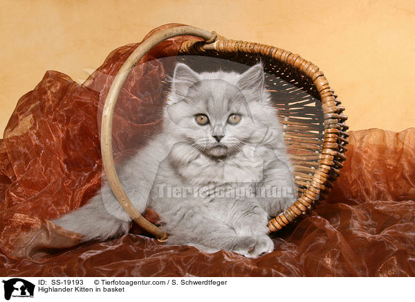 Highlander Kitten in basket / SS-19193