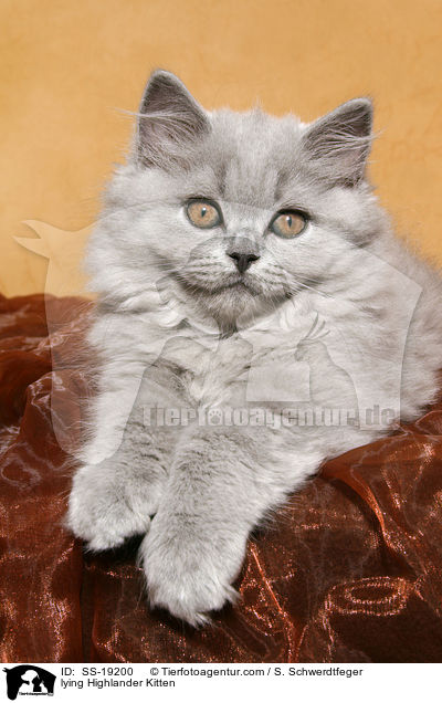 lying Highlander Kitten / SS-19200