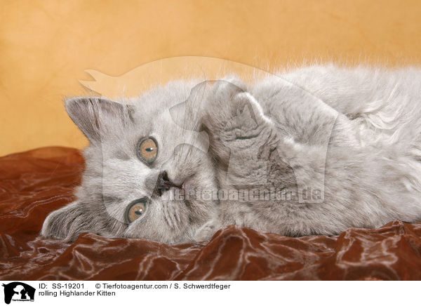rolling Highlander Kitten / SS-19201