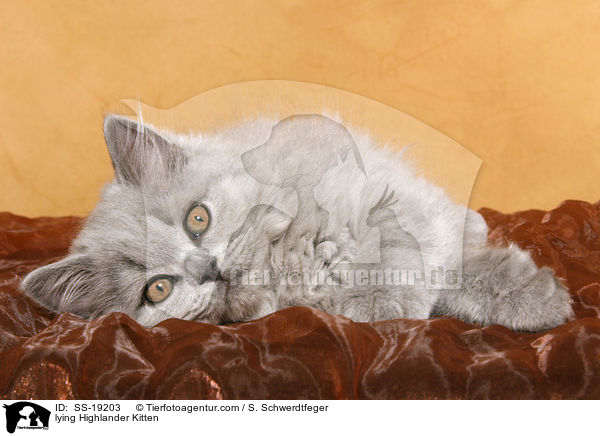 lying Highlander Kitten / SS-19203