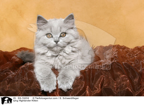 lying Highlander Kitten / SS-19204