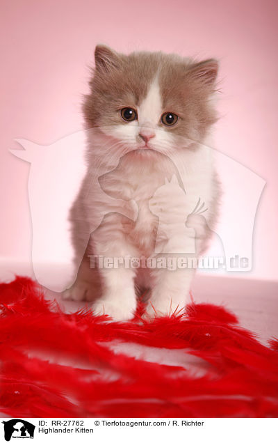 Highlander Kitten / RR-27762