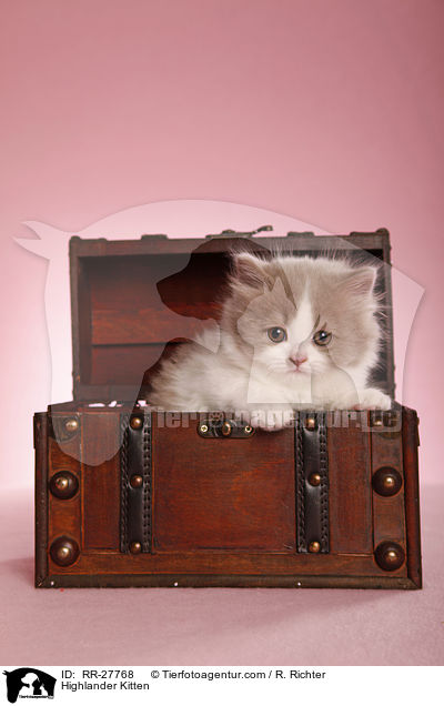 Highlander Kitten / RR-27768