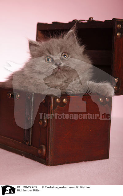 Highlander Kitten / RR-27769