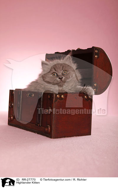 Britisch Langhaar Ktzchen / Highlander Kitten / RR-27770