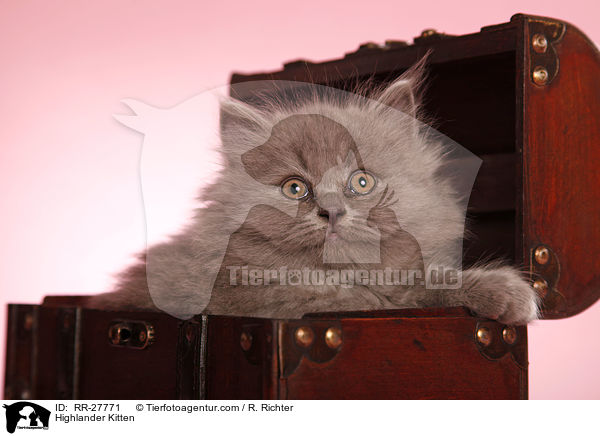 Highlander Kitten / RR-27771