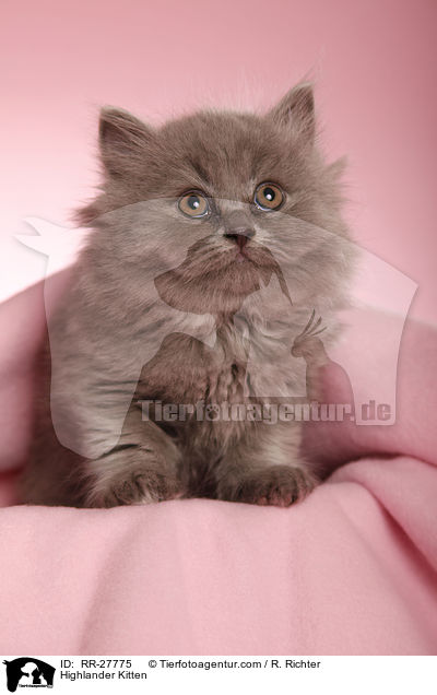 Highlander Kitten / RR-27775