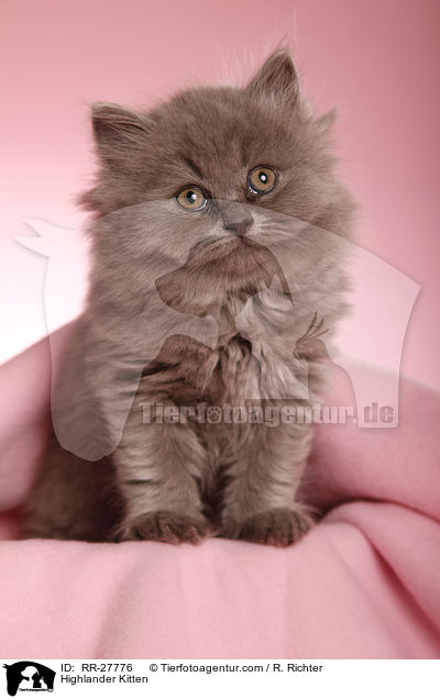 Highlander Kitten / RR-27776