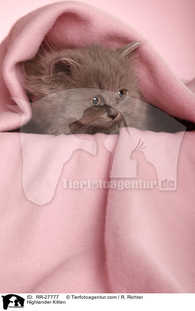 Highlander Kitten / RR-27777
