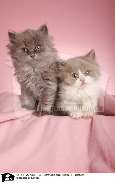 Highlander Kitten / RR-27783