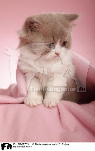 Highlander Kitten / RR-27785