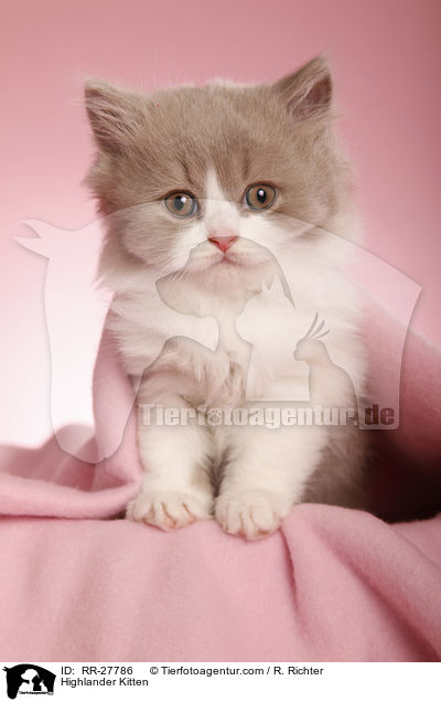 Highlander Kitten / RR-27786