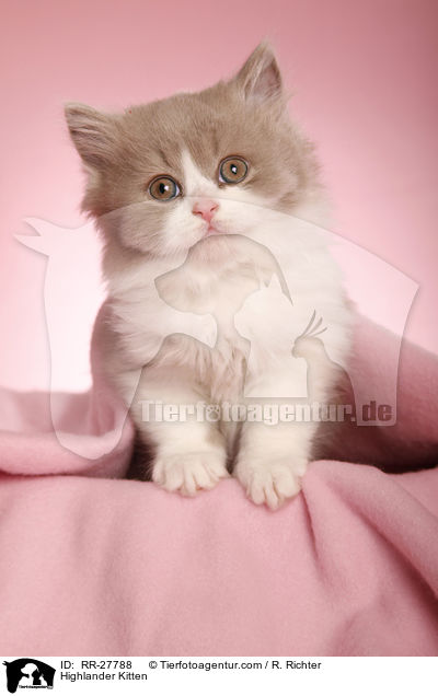 Highlander Kitten / RR-27788