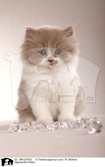 Highlander Kitten / RR-27830