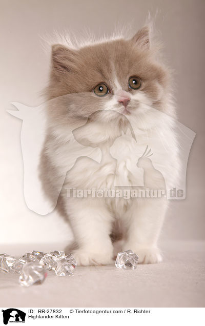 Highlander Kitten / RR-27832