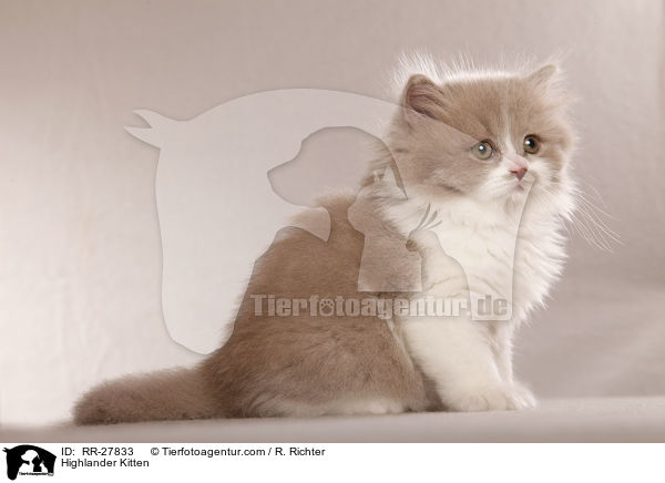 Highlander Kitten / RR-27833