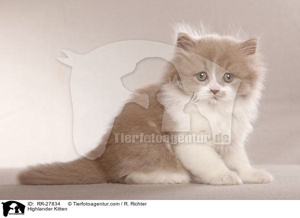 Highlander Kitten / RR-27834