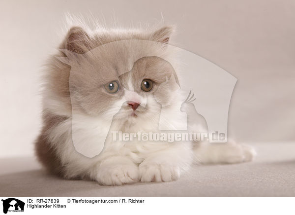 Highlander Kitten / RR-27839