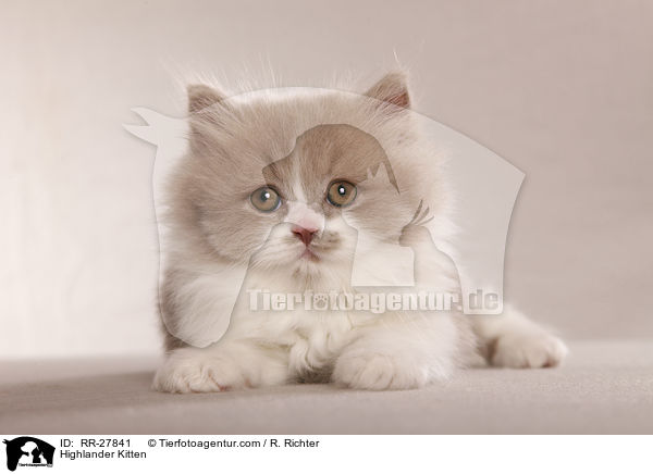 Highlander Kitten / RR-27841