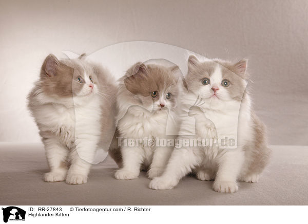 Highlander Kitten / RR-27843