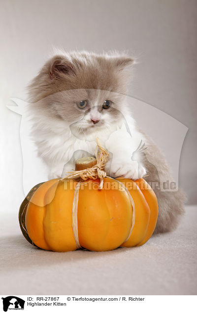 Highlander Kitten / RR-27867