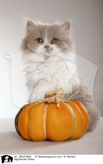 Highlander Kitten / RR-27869