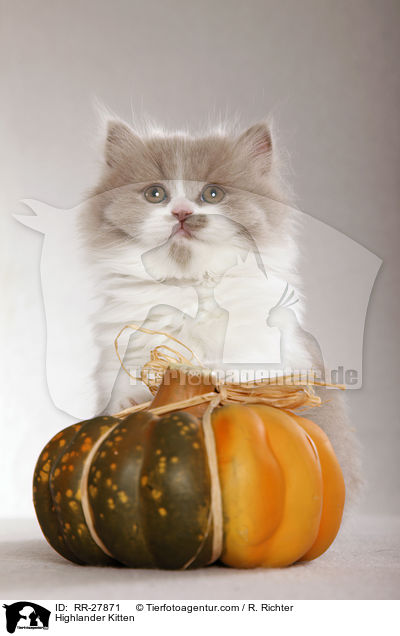 Highlander Kitten / RR-27871