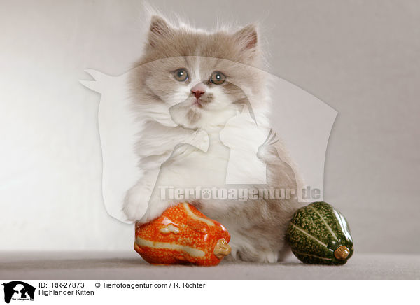 Highlander Kitten / RR-27873