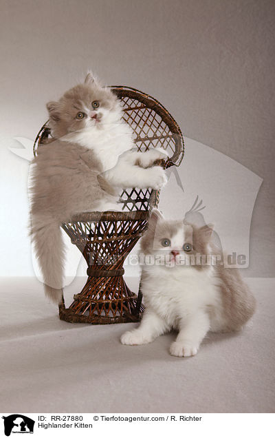 Highlander Kitten / RR-27880