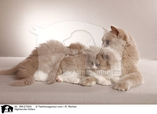 Highlander Kitten / RR-27900