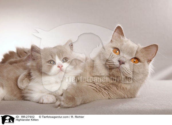 Highlander Kitten / RR-27902