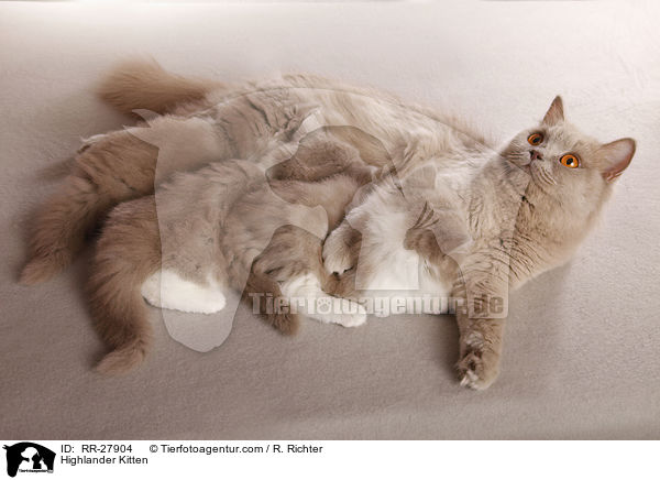 Highlander Kitten / RR-27904