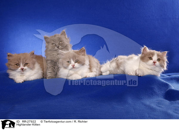 Highlander Kitten / RR-27922