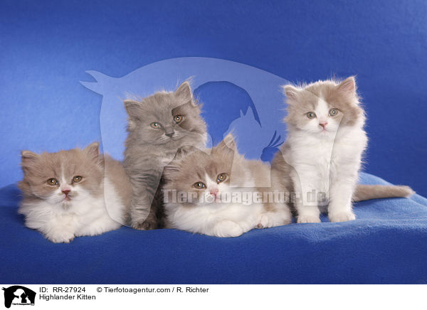Highlander Kitten / RR-27924