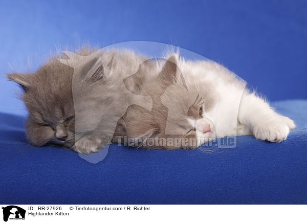 Britisch Langhaar Ktzchen / Highlander Kitten / RR-27926
