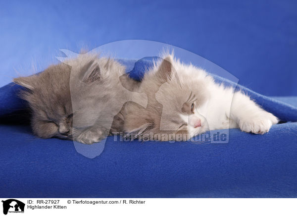 Britisch Langhaar Ktzchen / Highlander Kitten / RR-27927