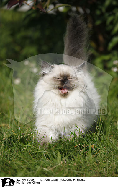 Highlander Kitten / RR-30591