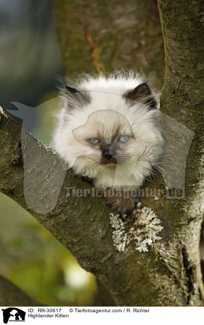 Highlander Kitten / RR-30617