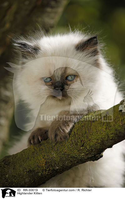 Highlander Kitten / RR-30619