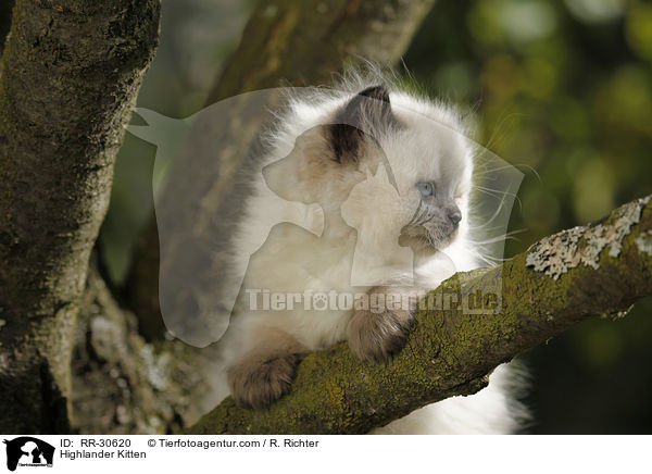 Highlander Kitten / RR-30620