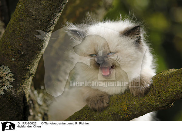 Highlander Kitten / RR-30622