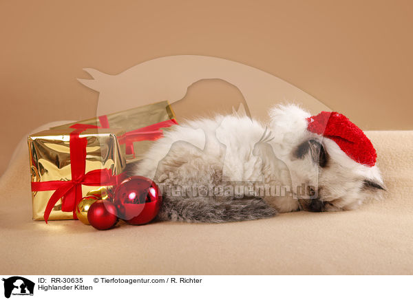 Highlander Kitten / RR-30635