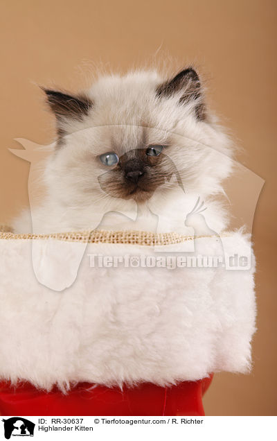 Highlander Kitten / RR-30637