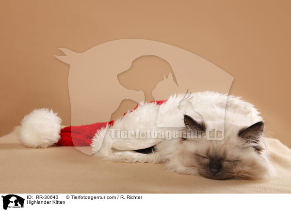 Highlander Kitten / RR-30643